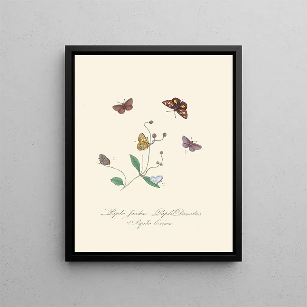 A summary of the natural history of insects from New Holland New Zealand Pl30 - Edward Donovan — framed artwork on a wall