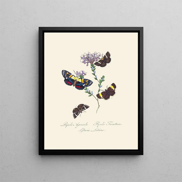 A summary of the natural history of insects from New Holland New Zealand Pl31 - Edward Donovan — framed artwork on a wall