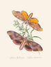 A summary of the natural history of insects from New Holland New Zealand Pl32 - Edward Donovan — artwork view