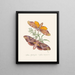 A summary of the natural history of insects from New Holland New Zealand Pl32 - Edward Donovan — framed artwork on a wall