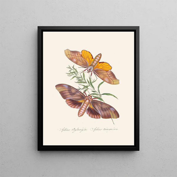 A summary of the natural history of insects from New Holland New Zealand Pl32 - Edward Donovan — framed artwork on a wall