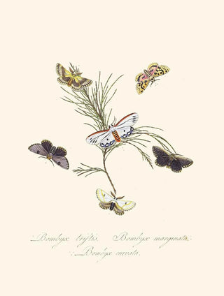 A summary of the natural history of insects from New Holland New Zealand Pl33 - Edward Donovan — artwork view