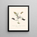 A summary of the natural history of insects from New Holland New Zealand Pl33 - Edward Donovan — framed artwork on a wall