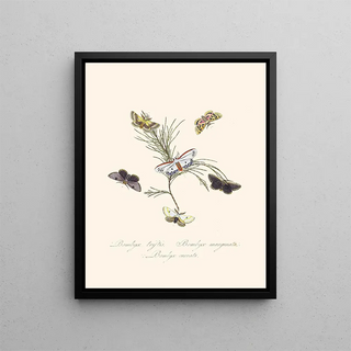 A summary of the natural history of insects from New Holland New Zealand Pl33 - Edward Donovan — framed artwork on a wall