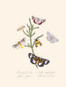 A summary of the natural history of insects from New Holland New Zealand Pl35 - Edward Donovan — artwork view