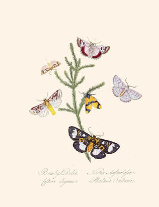 A summary of the natural history of insects from New Holland New Zealand Pl35 - Edward Donovan — artwork view