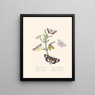 A summary of the natural history of insects from New Holland New Zealand Pl35 - Edward Donovan — framed artwork on a wall