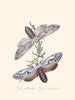 A summary of the natural history of insects from New Holland New Zealand Pl36 - Edward Donovan — artwork view