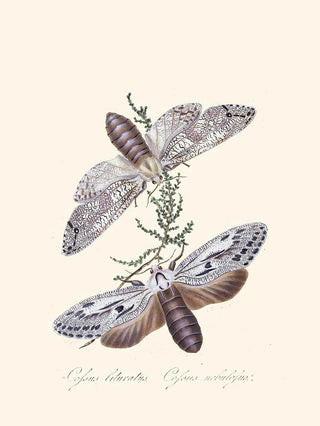 A summary of the natural history of insects from New Holland New Zealand Pl36 - Edward Donovan — artwork view