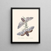 A summary of the natural history of insects from New Holland New Zealand Pl36 - Edward Donovan — framed artwork on a wall