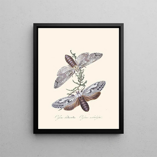 A summary of the natural history of insects from New Holland New Zealand Pl36 - Edward Donovan — framed artwork on a wall