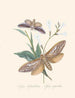 A summary of the natural history of insects from New Holland New Zealand Pl37 - Edward Donovan — artwork view