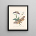 A summary of the natural history of insects from New Holland New Zealand Pl37 - Edward Donovan — framed artwork on a wall