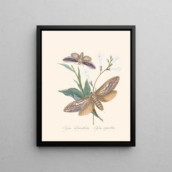 A summary of the natural history of insects from New Holland New Zealand Pl37 - Edward Donovan — framed artwork on a wall