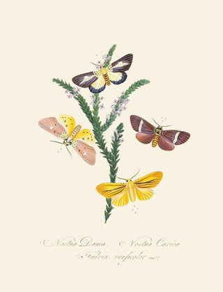 A summary of the natural history of insects from New Holland New Zealand Pl38 - Edward Donovan — artwork view
