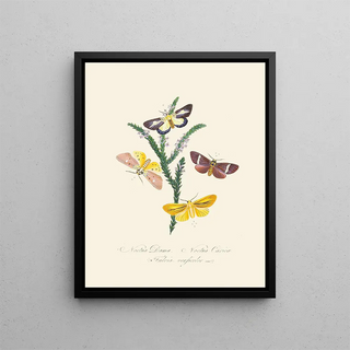A summary of the natural history of insects from New Holland New Zealand Pl38 - Edward Donovan — framed artwork on a wall