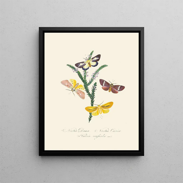 A summary of the natural history of insects from New Holland New Zealand Pl38 - Edward Donovan — framed artwork on a wall