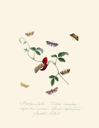 A summary of the natural history of insects from New Holland New Zealand Pl39 - Edward Donovan — artwork view