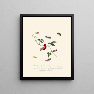 A summary of the natural history of insects from New Holland New Zealand Pl39 - Edward Donovan — framed artwork on a wall