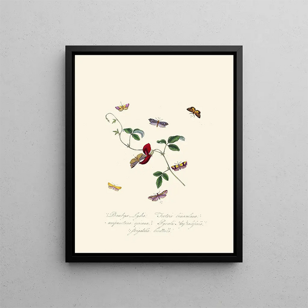 A summary of the natural history of insects from New Holland New Zealand Pl39 - Edward Donovan — framed artwork on a wall