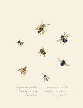 A summary of the natural history of insects from New Holland New Zealand Pl40 - Edward Donovan — artwork view
