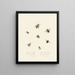 A summary of the natural history of insects from New Holland New Zealand Pl40 - Edward Donovan — framed artwork on a wall