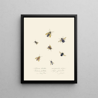 A summary of the natural history of insects from New Holland New Zealand Pl40 - Edward Donovan — framed artwork on a wall