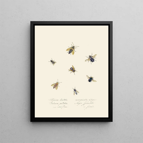 A summary of the natural history of insects from New Holland New Zealand Pl40 - Edward Donovan — framed artwork on a wall