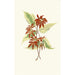 Acer negundo painting - Edward Joseph Lowe — artwork view