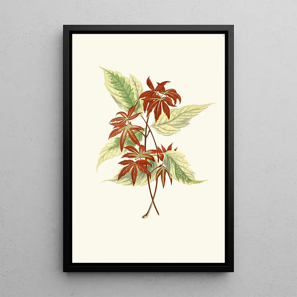 Acer negundo painting - Edward Joseph Lowe — framed artwork on a wall