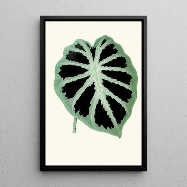 Alocasia jenningsii - Edward Joseph Lowe — framed artwork on a wall
