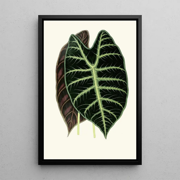 Reproduction of the painting Alocasia lowii - Edward Joseph Lowe