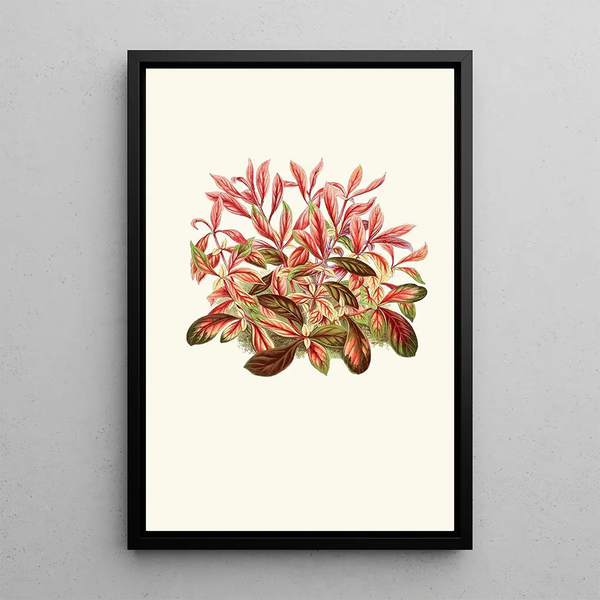 Reproduction of the painting Alternanthera sessilis - Edward Joseph Lowe