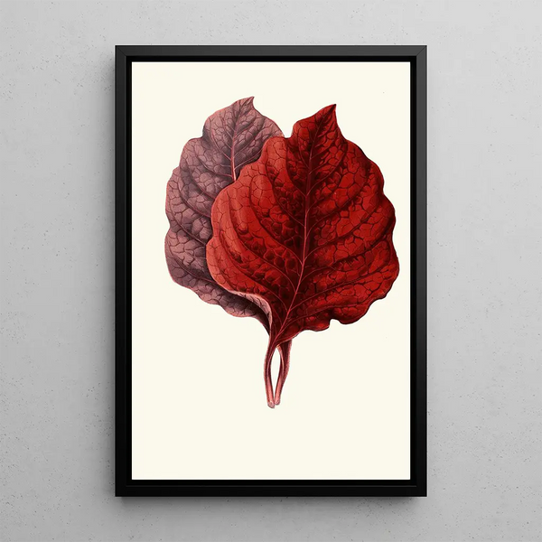 Amarantus melancholicus - Edward Joseph Lowe — framed artwork on a wall