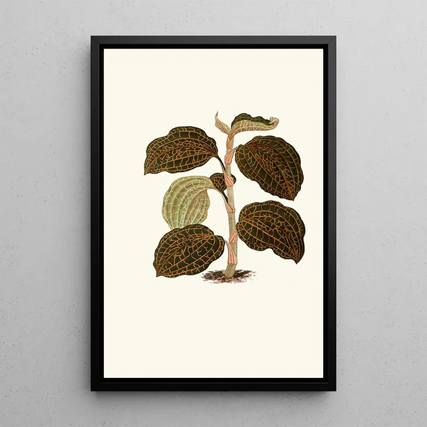 Reproduction of the painting Anoectochilus setaceus - Edward Joseph Lowe