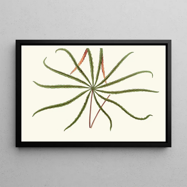 Aralia Veitchii - Edward Joseph Lowe — framed artwork on a wall