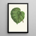 Reproduction of the painting Begonia daedalea - Edward Joseph Lowe