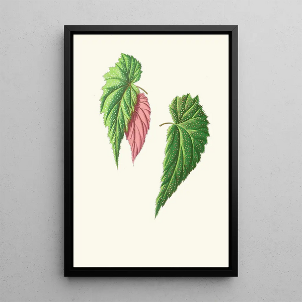 Begonia falcifolia - Edward Joseph Lowe — framed artwork on a wall