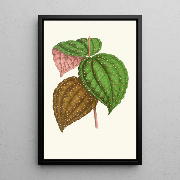 Bertolonia guttata - Edward Joseph Lowe — framed artwork on a wall