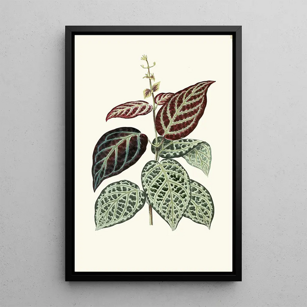 Reproduction of the painting Bignonia argyroviolascens - Edward Joseph Lowe
