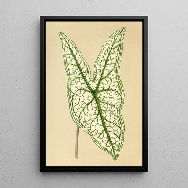 Reproduction of the painting Caladium belleymii - Edward Joseph Lowe