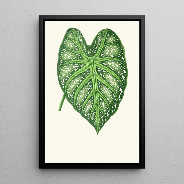 Reproduction of the painting Caladium mirabile - Edward Joseph Lowe