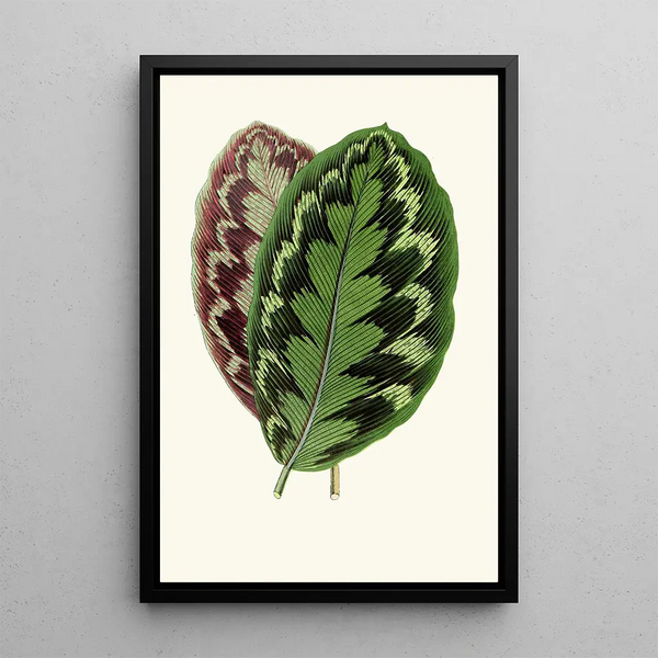 Calathea veitchiana - Edward Joseph Lowe — framed artwork on a wall