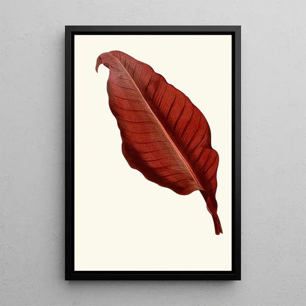 Canna atronigricans - Edward Joseph Lowe — framed artwork on a wall