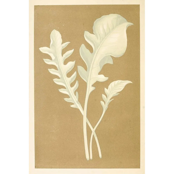 Centaurea candidissima - Edward Joseph Lowe — framed artwork on a wall