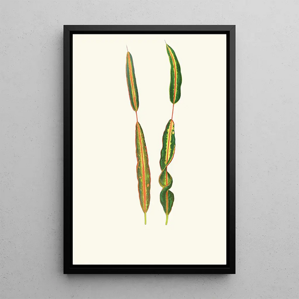 Codlaeum Interruptum - Edward Joseph Lowe — framed artwork on a wall