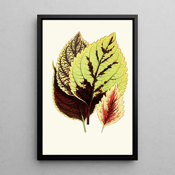 Reproduction of the painting Coleus Blumei - Edward Joseph Lowe