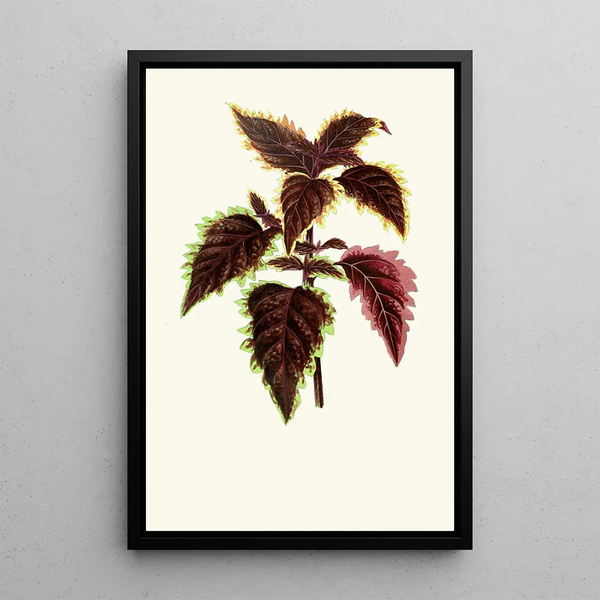 Coleus Verschaffelt - Edward Joseph Lowe — framed artwork on a wall