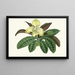 Cypripedium concolor - Edward Joseph Lowe — framed artwork on a wall