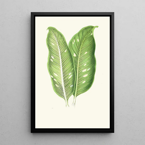 Dieffenbachia Baraquiniana - Edward Joseph Lowe — framed artwork on a wall